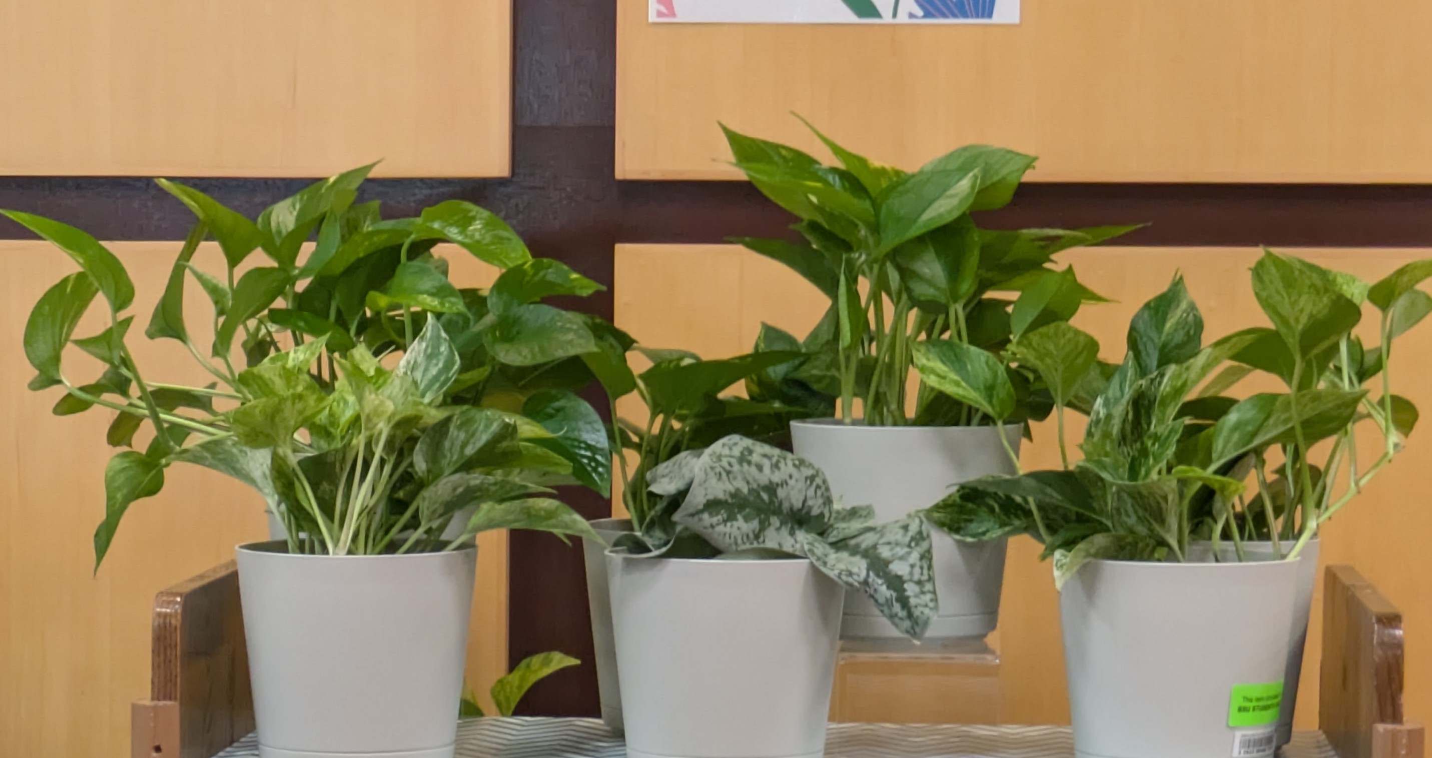 Image of 4 house plants